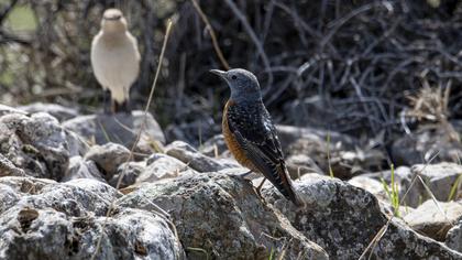 Common Rock Thrush