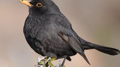 Common Blackbird