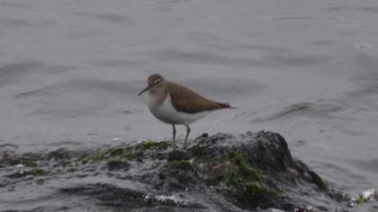 Common Sandpiper
