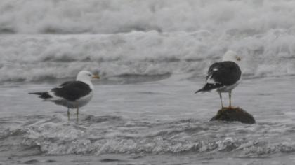 Lesser Black-backed Gull
