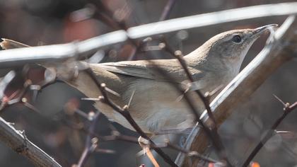Bataklık kamışçını