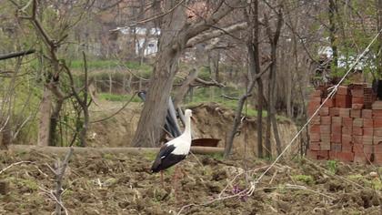White Stork