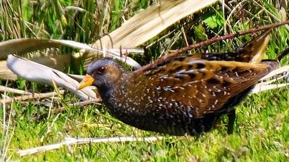 Spotted Crake