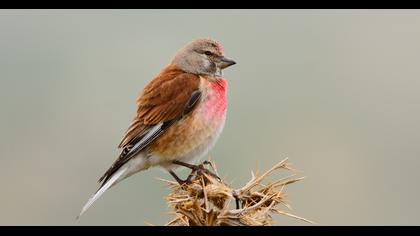 Common Linnet