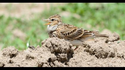 Eurasian Skylark