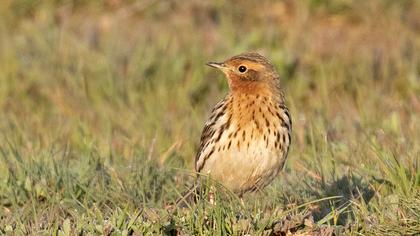 Red-throated Pipit