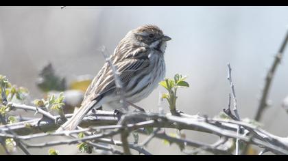 Common Reed Bunting