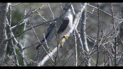 Eurasian Sparrowhawk