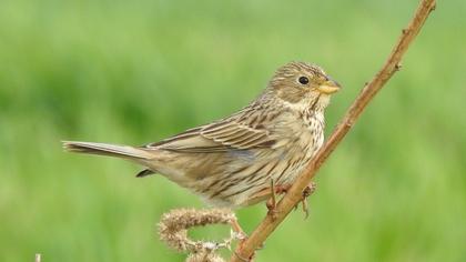 Corn Bunting