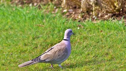 Eurasian Collared Dove