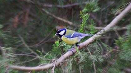 Great Tit