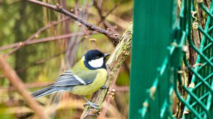 Great Tit