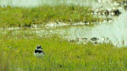 Little Ringed Plover