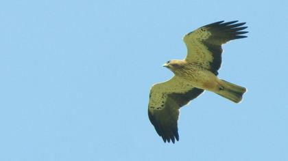 Booted Eagle