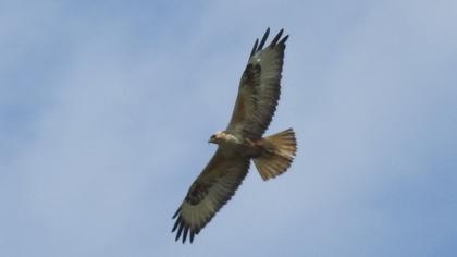 Long-legged Buzzard