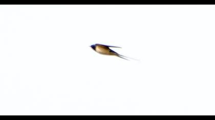 Barn Swallow