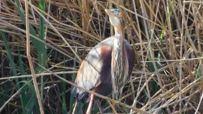 Purple Heron