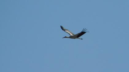 White Stork