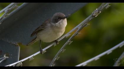 Lesser Whitethroat