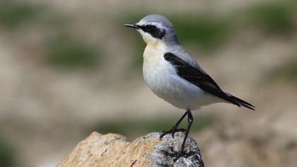 Northern Wheatear