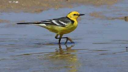 Citrine Wagtail