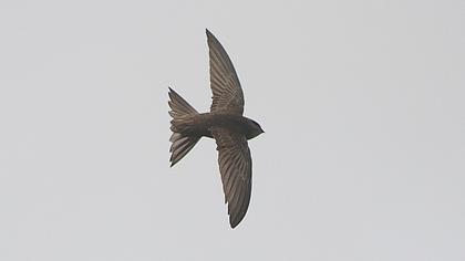 Common Swift