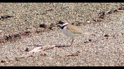 Little Ringed Plover