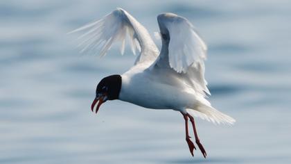 Mediterranean Gull