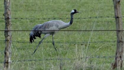 Common Crane