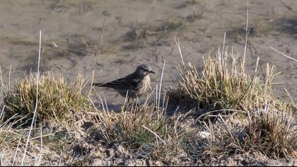 Water Pipit
