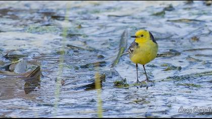 Citrine Wagtail