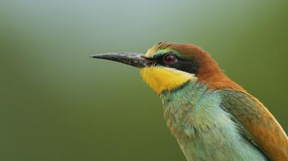 European Bee-eater