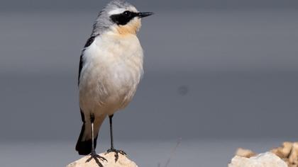 Northern Wheatear