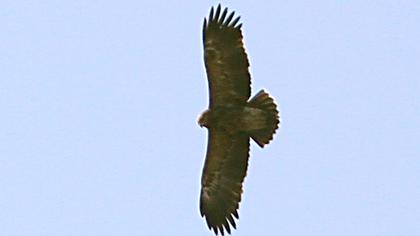 Lesser Spotted Eagle