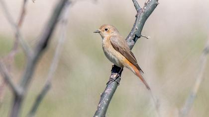 Common Redstart