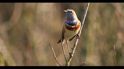 Bluethroat