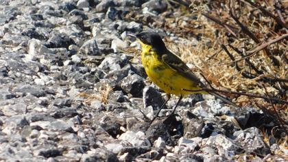 Sarı kuyruksallayan