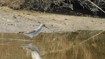Marsh Sandpiper