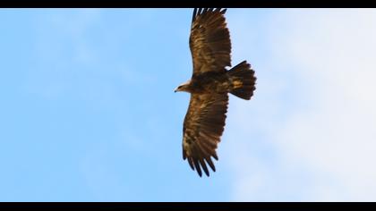 Lesser Spotted Eagle