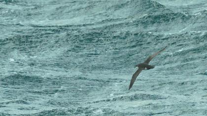 Yelkouan Shearwater