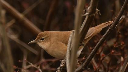 Savi`s Warbler