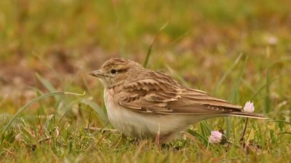 Greater Short-toed Lark