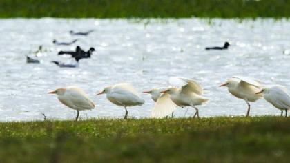 Western Cattle Egret