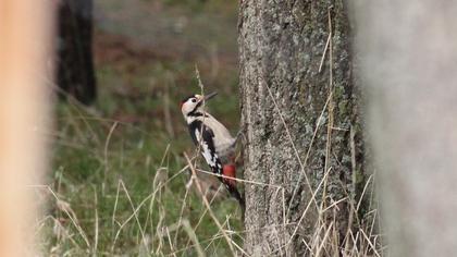 Syrian Woodpecker