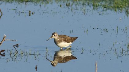 Green Sandpiper