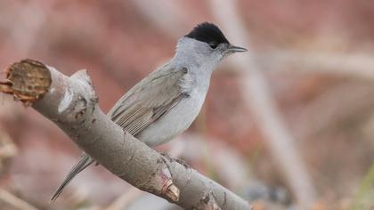 Eurasian Blackcap