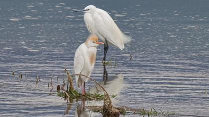 Sığır balıkçılı
