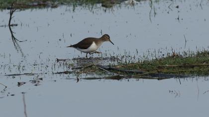 Common Sandpiper