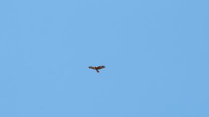 Western Marsh Harrier