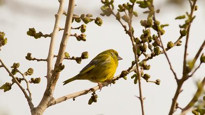 European Greenfinch